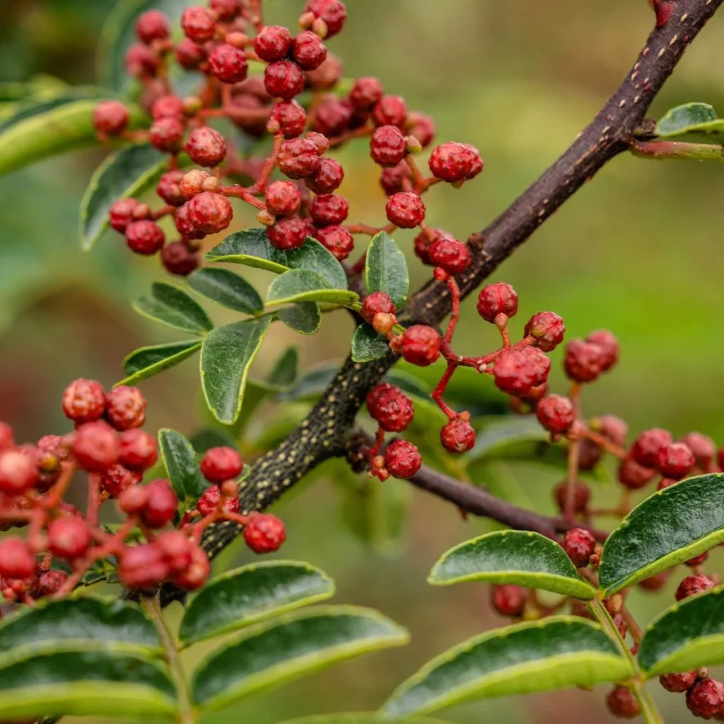 Sichuan Pepper Exporter in India